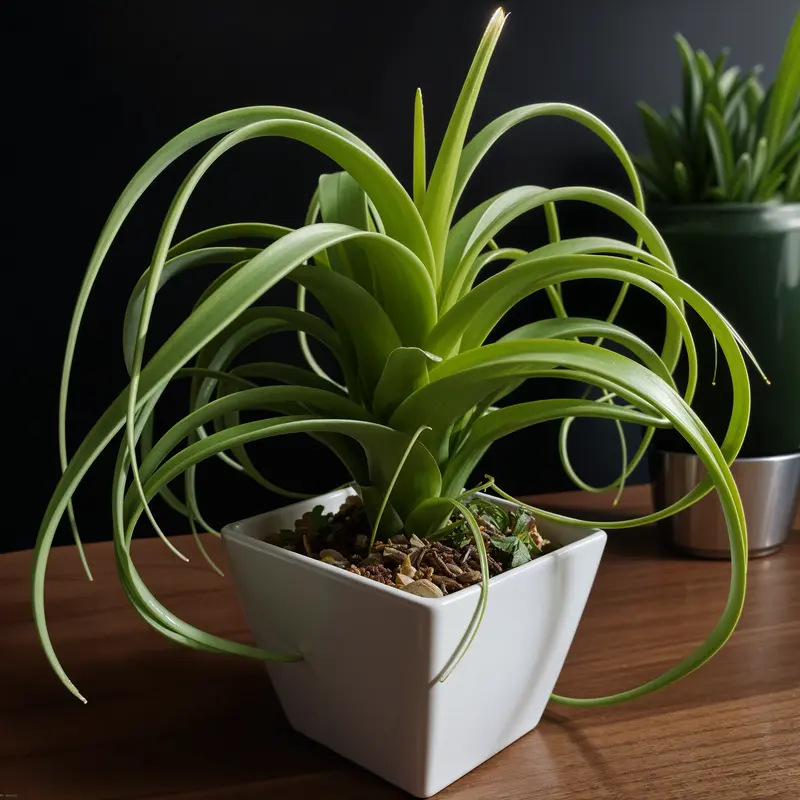Tillandsia xerographica in a white pot on a wooden table, lit by natural light.