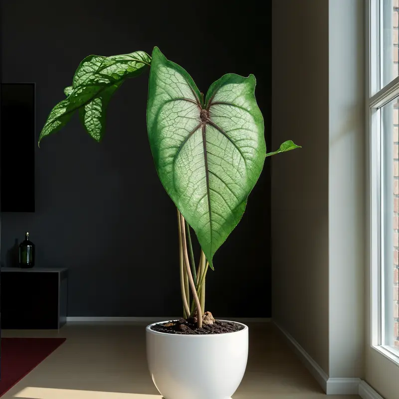 A large green Caladium bicolor plant in a white pot, centered in a clean minimal room with natural lighting.